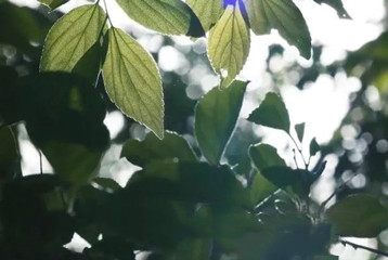 尋找百名困境兒童，聆聽童音，護苗成長